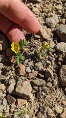 Potentilla hyparctica