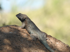 Sceloporus clarkii