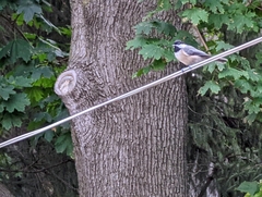 Poecile carolinensis