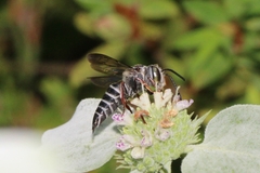 Coelioxys