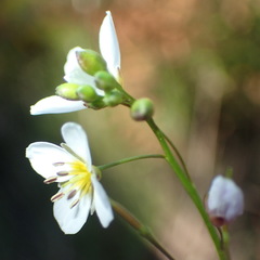 Heliophila pendula