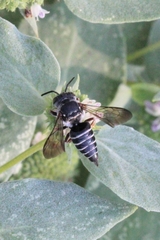 Coelioxys