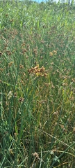 Scirpus