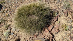 Carex nardina