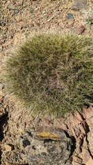 Carex nardina