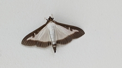 Cydalima perspectalis