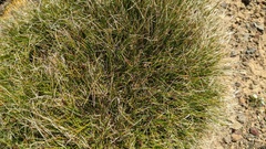 Carex nardina