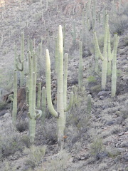 Carnegiea gigantea
