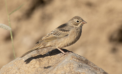 Emberiza hortulana