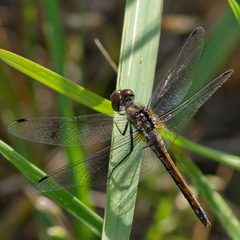 Sympetrum danae