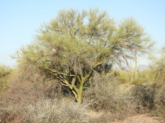 Geoffroea decorticans