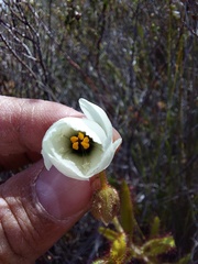 Drosera cistiflora