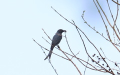 Dicrurus leucophaeus mouhoti