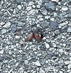 Lycorma delicatula