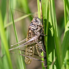 Decticus verrucivorus
