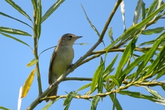 Acrocephalus dumetorum