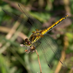 Sympetrum danae