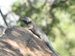 Sceloporus clarkii