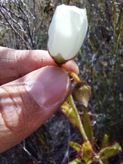 Drosera cistiflora