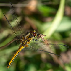 Sympetrum danae