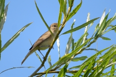 Acrocephalus dumetorum