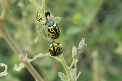 Calligrapha serpentina