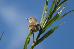 Acrocephalus dumetorum