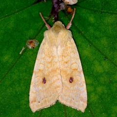 Xanthia icteritia