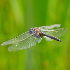 Somatochlora flavomaculata