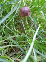 Panaeolus foenisecii