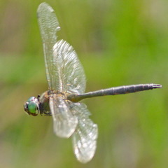 Somatochlora flavomaculata