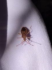 Gonocerus acuteangulatus