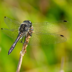 Sympetrum danae