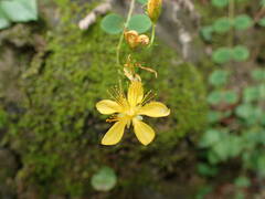 Hypericum nummularium
