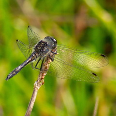 Sympetrum danae