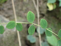 Hypericum nummularium