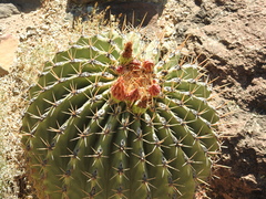 Ferocactus emoryi