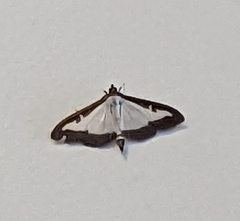 Cydalima perspectalis