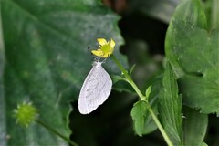 Leptosia nina