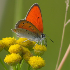 Lycaena dispar