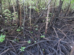 Rhizophora mucronata