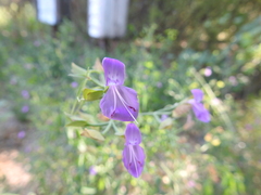Dicliptera resupinata