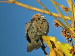 Patagioenas picazuro