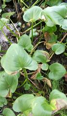 Calla palustris