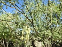 Prosopis laevigata