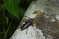 Batocera rubus rubus