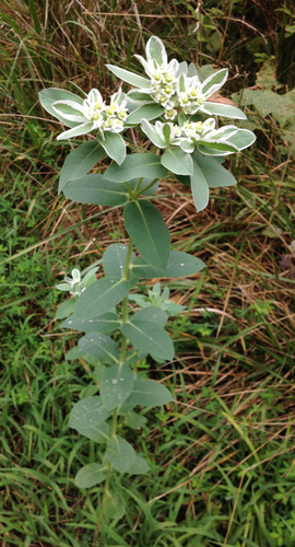 snow-on-the-mountain