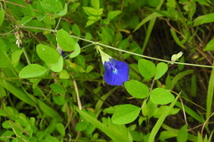 Clitoria ternatea