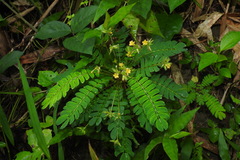 Biophytum sensitivum