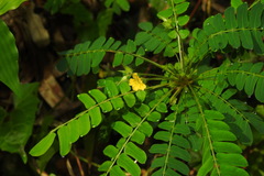 Biophytum sensitivum